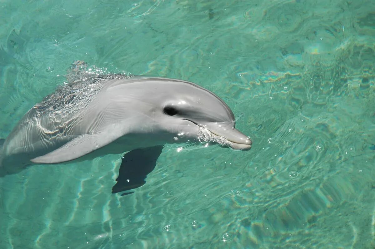 Зеленый дельфин фото Free at Last! Dolphin Project