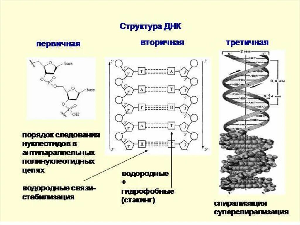 Вторичная цепь днк. Первичная вторичная и третичная структура ДНК. Первичная вторичная и третичная структура нуклеиновых кислот. Уровни структурной организации ДНК первичная вторичная третичная. Первичная вторичная и третичная структура ДНК кратко.