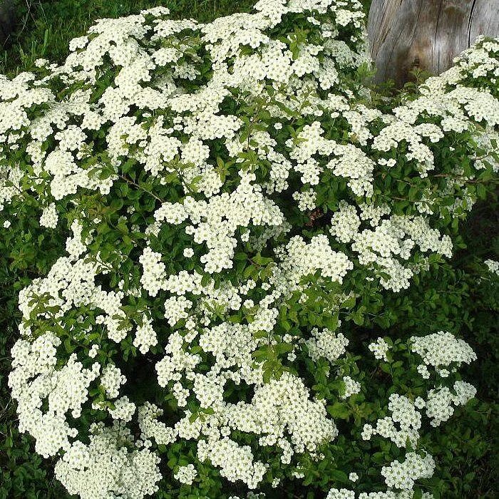 Спирея джун. Спирея ниппонская spiraea nipponica. спирея ниппонская spiraea nipponica snowmound. спирея ниппонская джун брайд. спирея ниппонская уайт карпет.