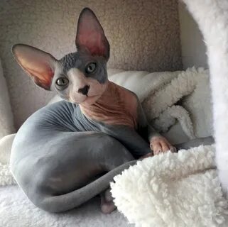 Домашние кошки сфинксы