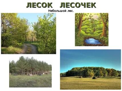 Небольшой лесок