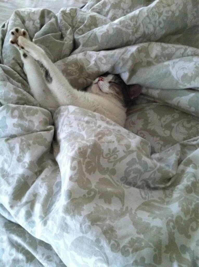 Под одеяльце. Кот под одеялом. Котик из под одеяла. Кот в кровати под одеялом.