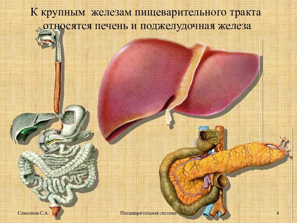 Печень относится к железам. Пищеварительный тракт и печень. Пищеварительные железы печень анатомия. Пищеворительныйтракт тракт печень. Крупные желез пищеварительного тракта.