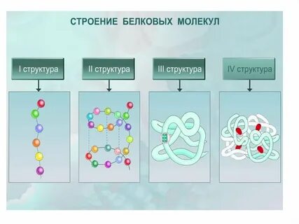 Тест по биологии белки
