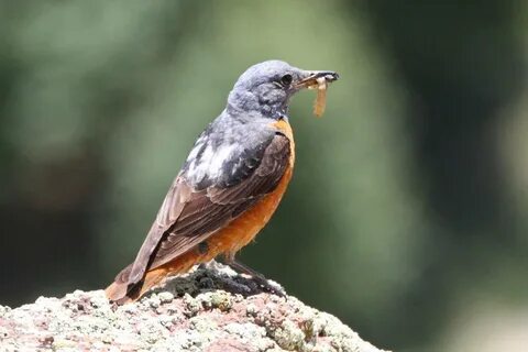 Птицы алтая