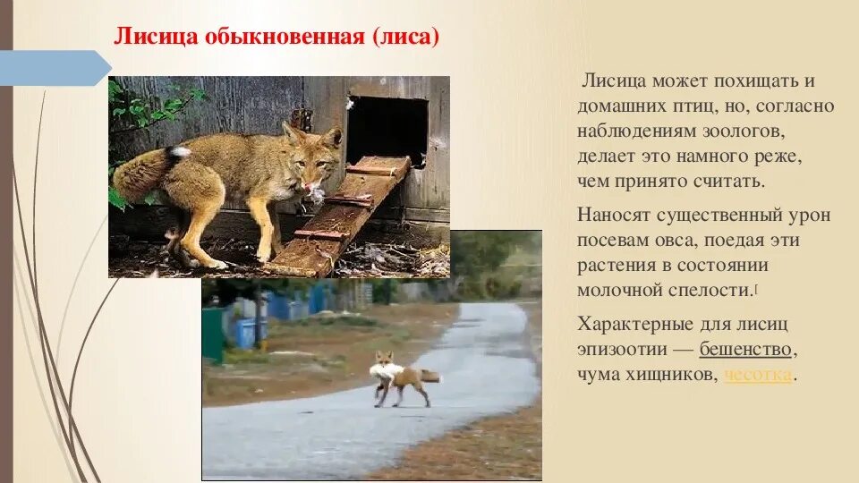 Лисица обыкновенная это хищное животное огэ ответы