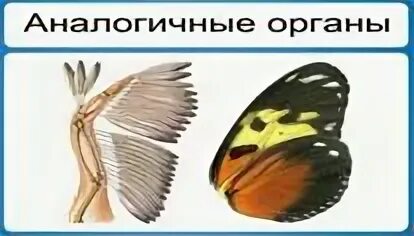 Установите соответствие аналогичные органы