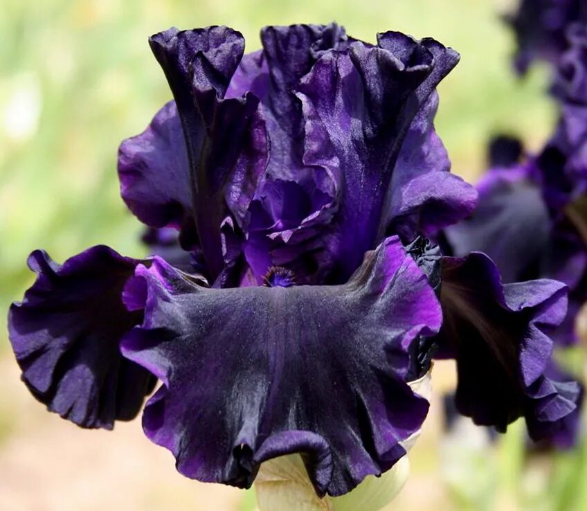 Ирис флеминг виктори. Ирис синерджи. Ирис бородатый (касатик). Ирисы бородатые сортовые. Ирисы бородатые сортовые.