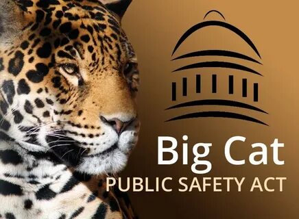 Big cats live all around