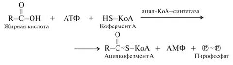 Образование ацетил кофермента а образование атф