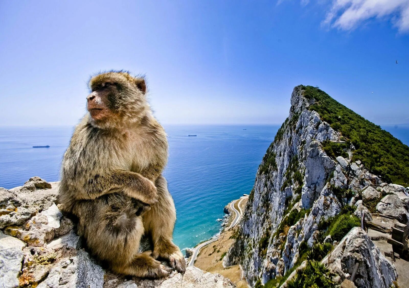 Скала обезьяна. Маготы Гибралтара. Гибралтар обезьяны маготы. Гибралтарский магот. Гибралтарскйский макак.