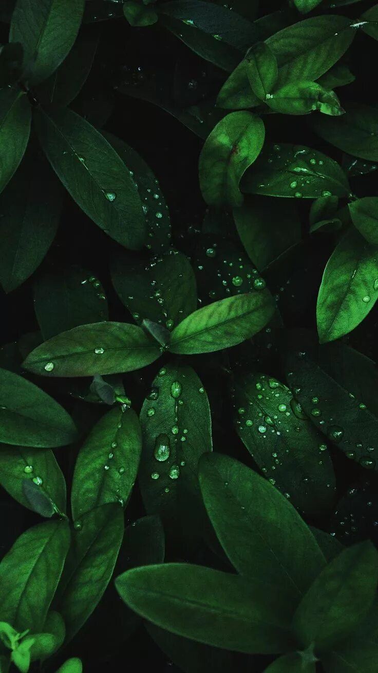 Leafs iPhone Wallpapers Green, Leaves, Water drop on leaf