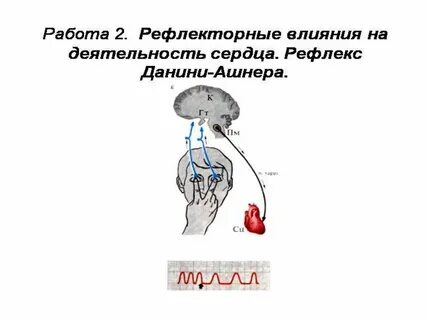 Парин рефлексы
