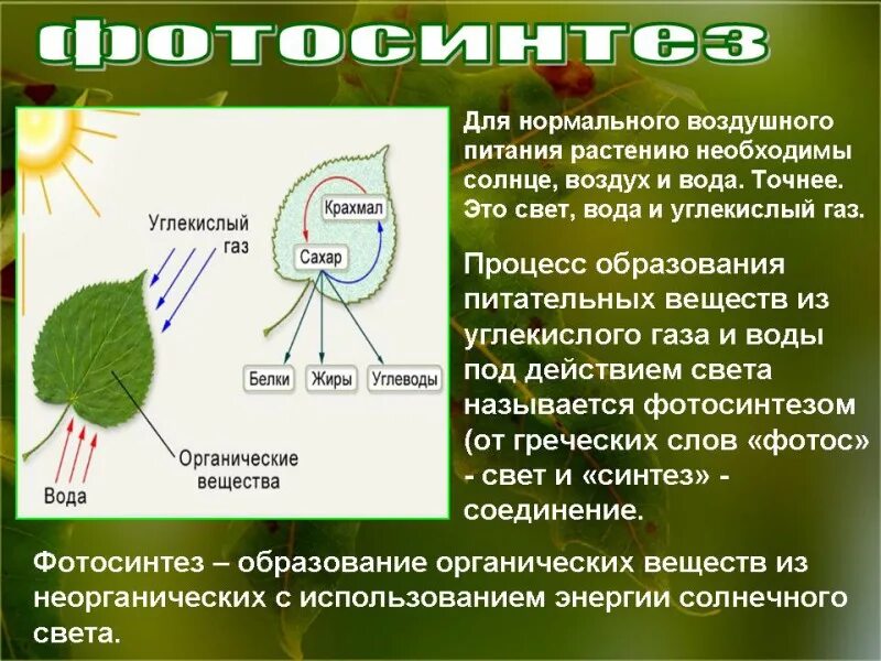 Как происходит питание. Биология 6 воздушное питание растений фотосинтез. фотосинтез растений 6 класс биология. фотосинтез питание растений биология 6 класс. воздушное питание фотосинтез.