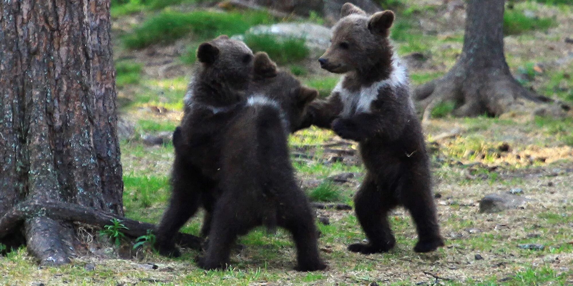Три медвежонка. Трое медведей. Медведь на задних лапах. Медвежонок в лесу на задних лапах.