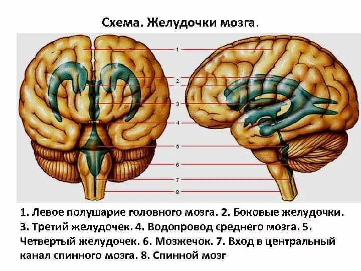 Желудочки среднего мозга