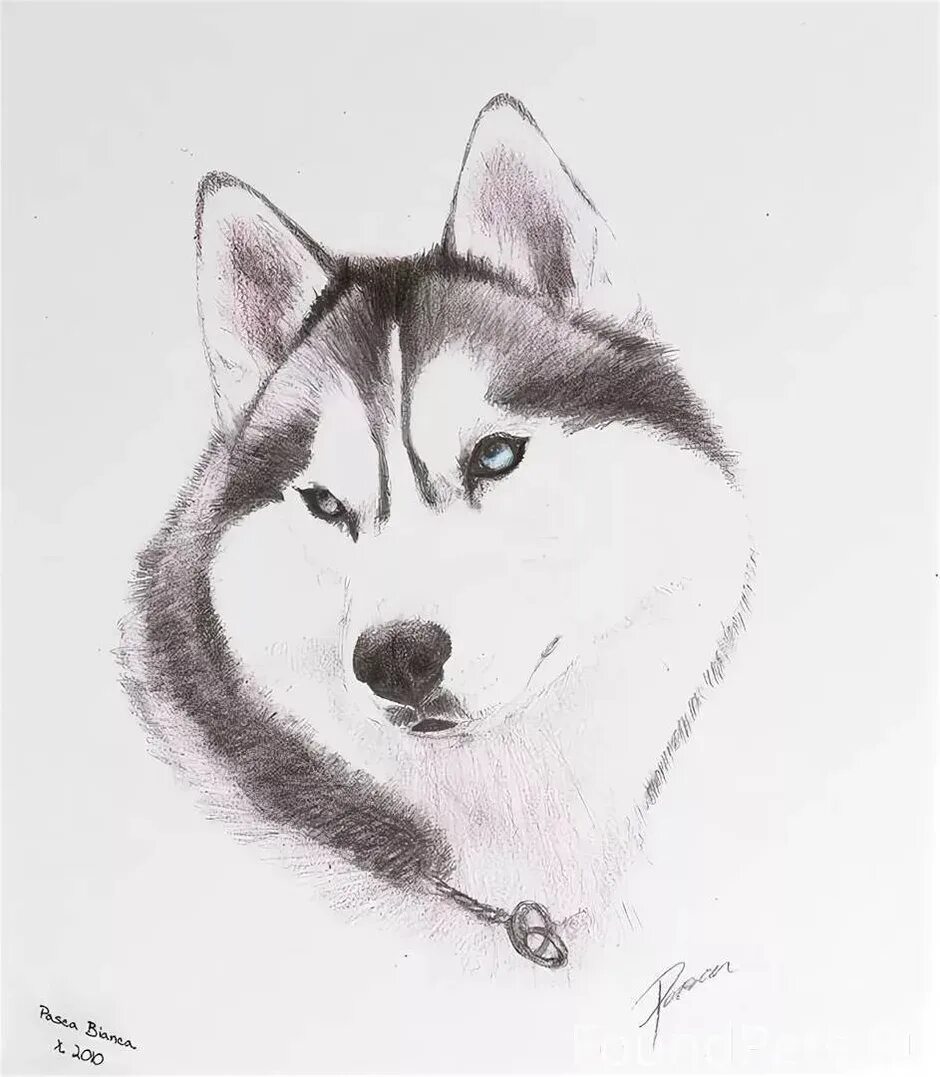 Как нарисовать легкую хаску
