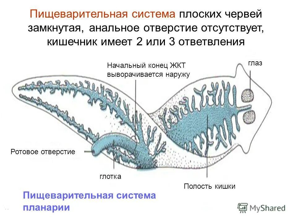 Строение пищеварительной системы плоских червей. Строение пищеварительной системы молочной планарии. Тип плоские черви пищеварительная система. Особенности пищеварительной системы плоских червей. Молочно белая планария пищеварительная система.