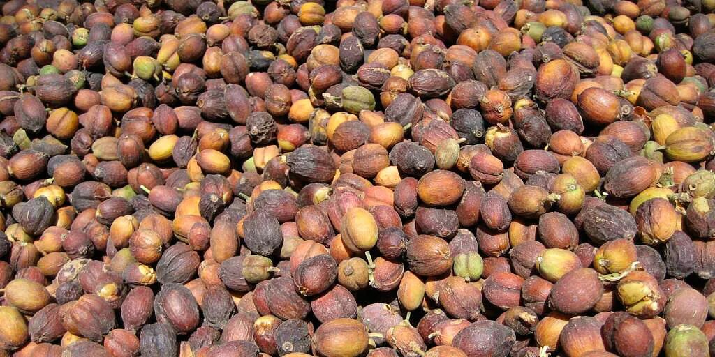 Mokka соffe йемен. Кофе mocha сорт. Сорт кофе йемен мокко. Элитный кофе из йемена. Сорт кофе йемен мокко.