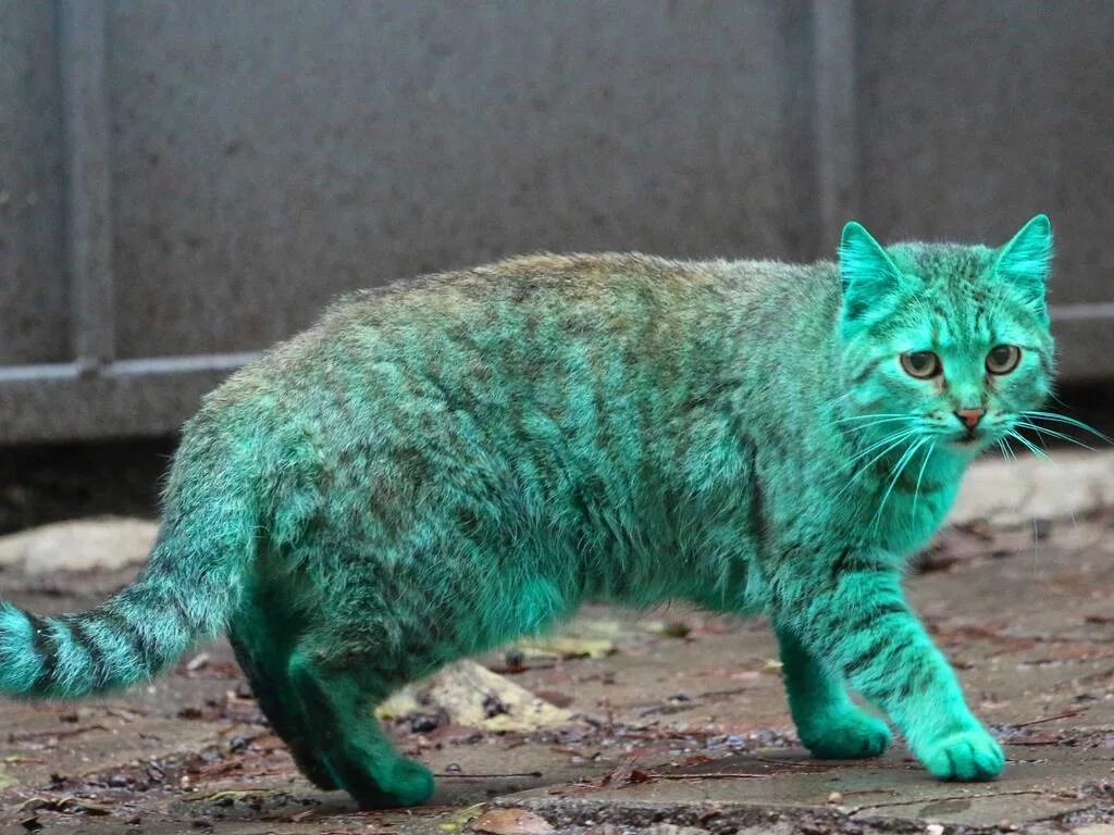 Зеленый кот. Бирюзовый кот. Болгарский бирюзовый кот. Разноцветная кошка. Бывают ли цветные