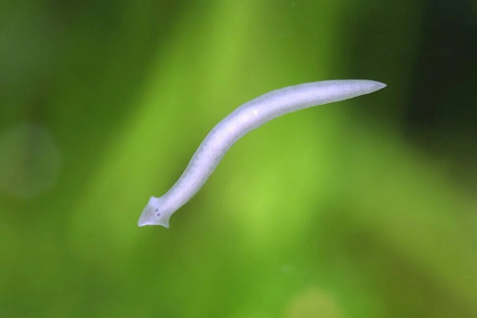 Червь белая планария. Черви планарии. Планария дугезия. Планарий белых червей. Молочная планария.