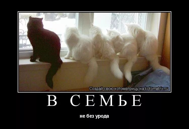 Смысл пословицы в семье не без урода. Что значит в семье не без урода. Что значит в семье не без урода. В семье не без урода карикатуры. Кошачий расизм.