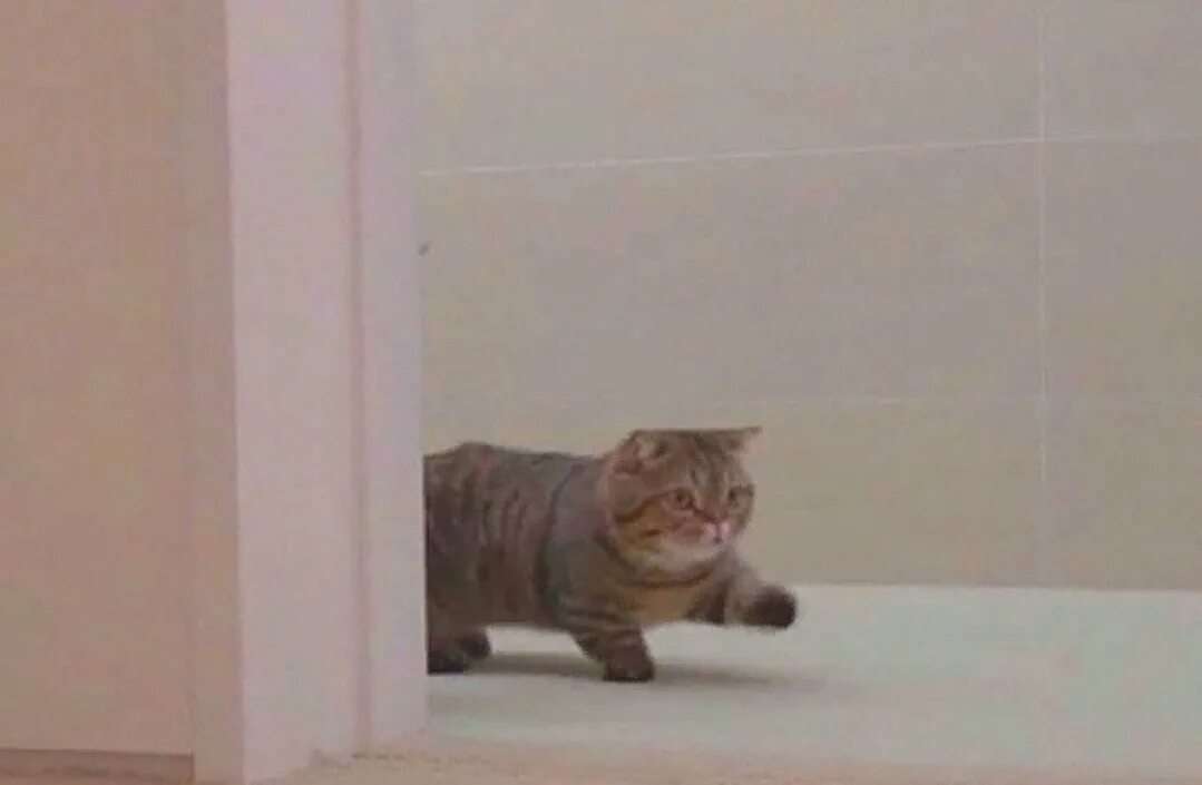 Кот идет мем. Кот топает. манчкин кот мем. кот топает мем.