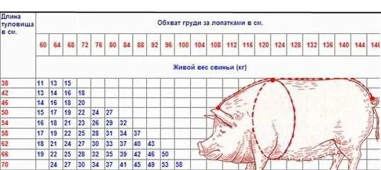 Таблица измерения поросят живым весом. Таблица измерения живого веса свиней. Таблица измерения поросят для определения веса. Таблица для измерения веса свиней породы дюрок.