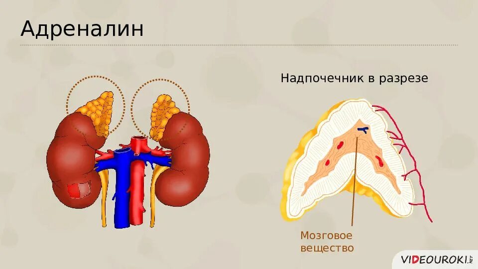 Надпочечники гормон роста. Адреналин гормон надпочечников. Гормоны надпочечников надпочечников адреналин. Надпочечник в разрезе. Адреналин выделяется надпочечниками.