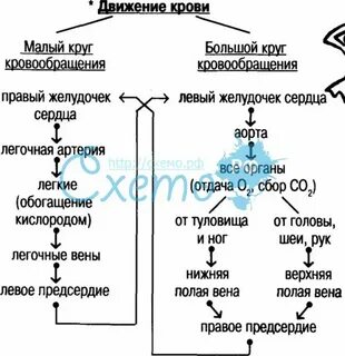 2 установите последовательность большого круга кровообращения