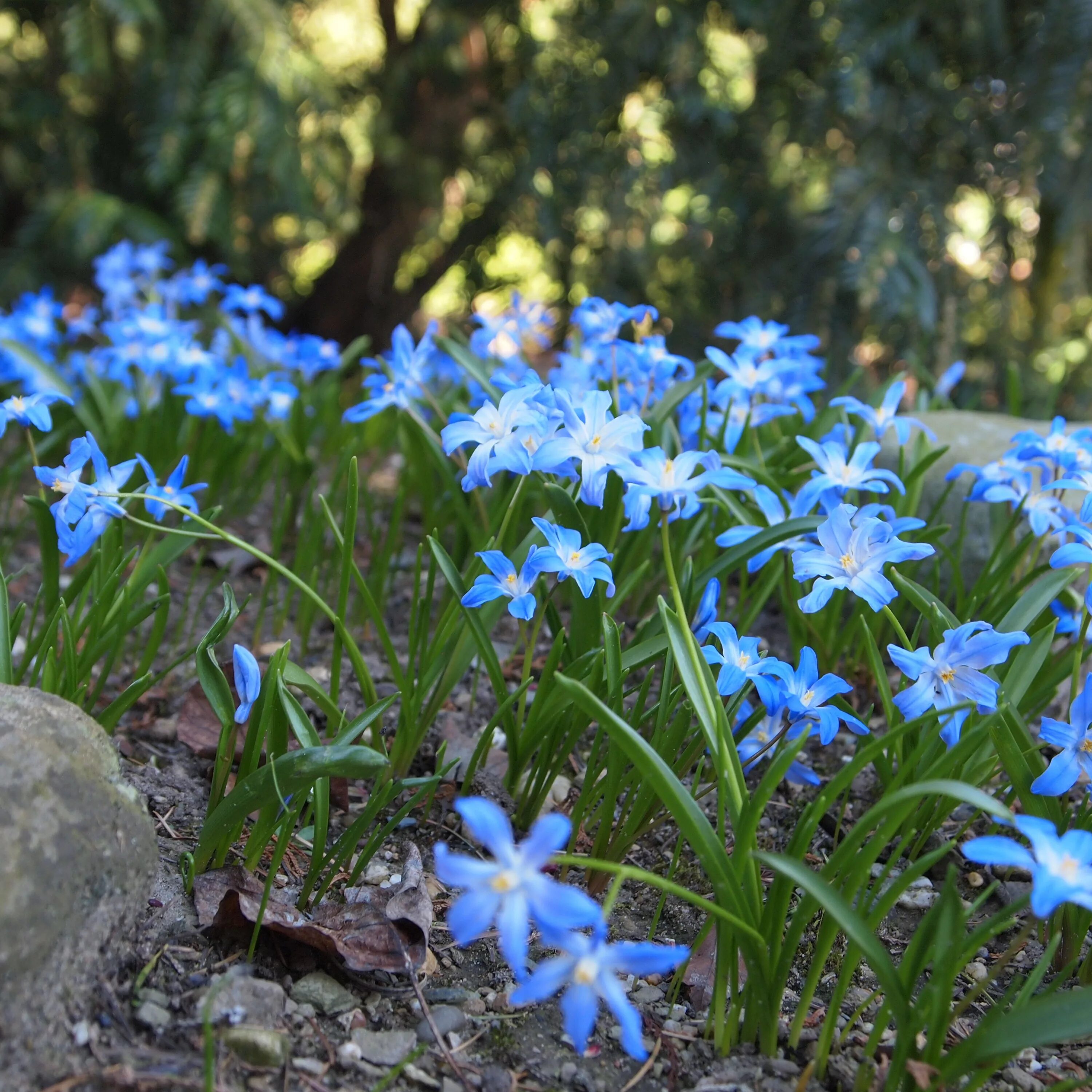 Ранние маленькие цветы. Крокусы, пушкиния, Сцилла. Раннецветущие голубые луковичные. Голубые луковичные первоцветы.