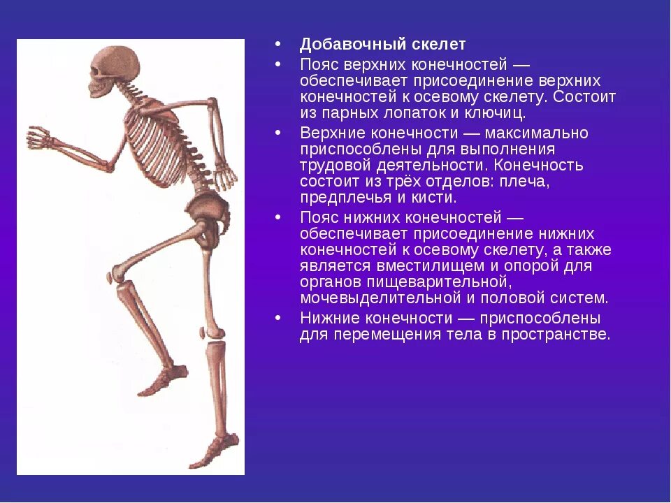 Осевой скелет и скелет конечностей. Биология 8 класс скелет человека осевой скелет. Строение скелета 8 класс биология. Осевой скелет строение и функции.