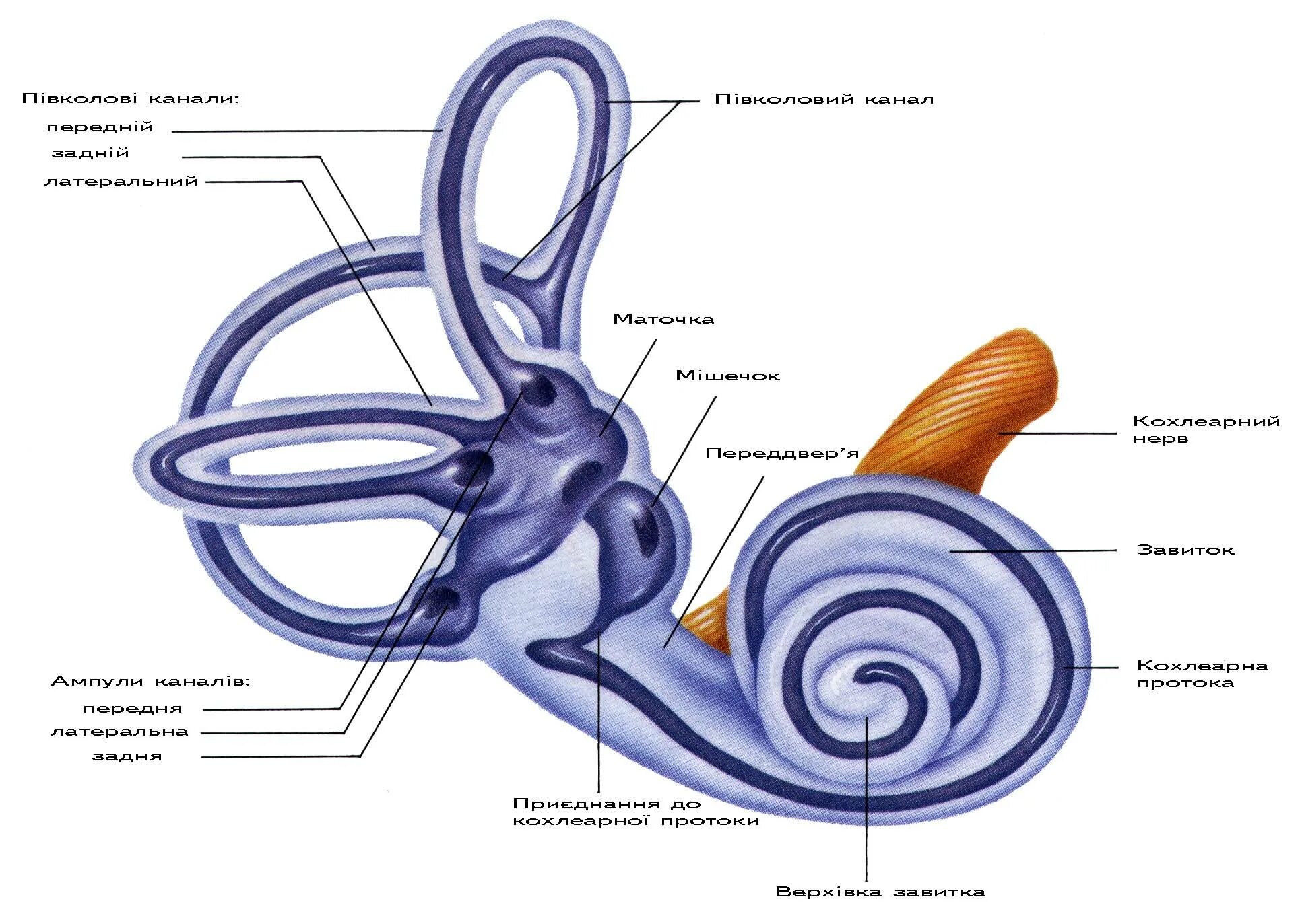 Улитка подписи. Вестибулярный аппарат внутреннего уха строение. Внутреннее ухо вестибулярный аппарат. Строение улитки и вестибулярного аппарата. Улитка вестибулярный аппарат.