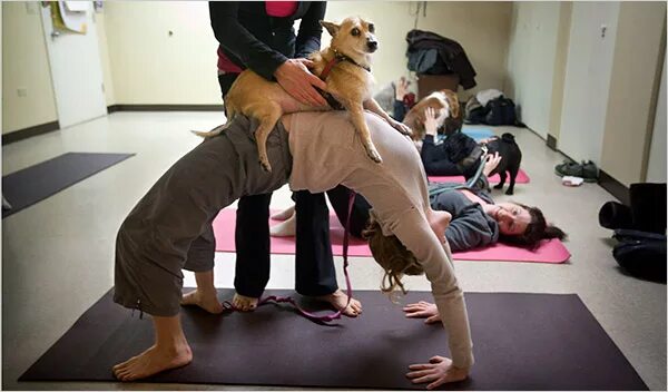 Собака йог. Собака йога. Дога йога. Дога йога с собакой. Собачий стиль поза.