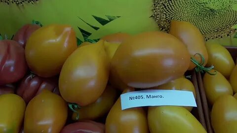 Томат манго
