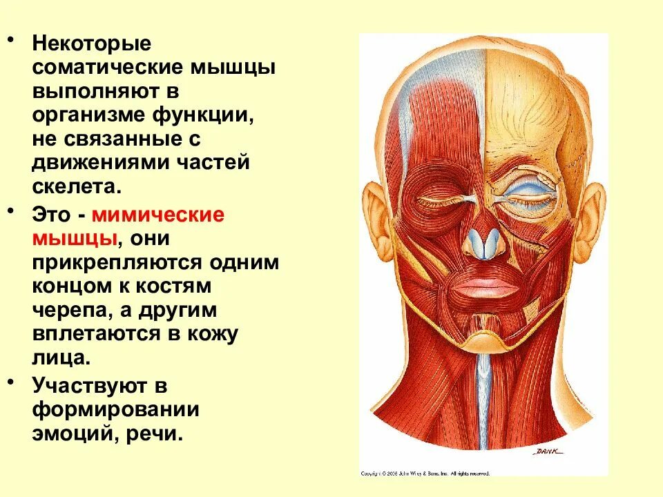 Мимические мышцы участвуют. Мимические мышцы лица анатомия функции. Мимические мышцы прикрепляются. Мимические мышцы прикрепляются к костям. Череп и мимические мышцы.