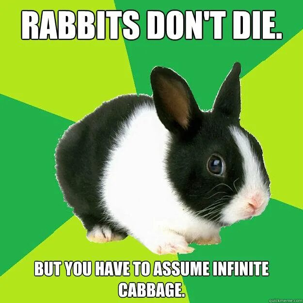 Rabbit memes. Мемы с кроликами. Декоративный кролик мемы. Смешные мемы про кроликов. Крольчиха Мем.