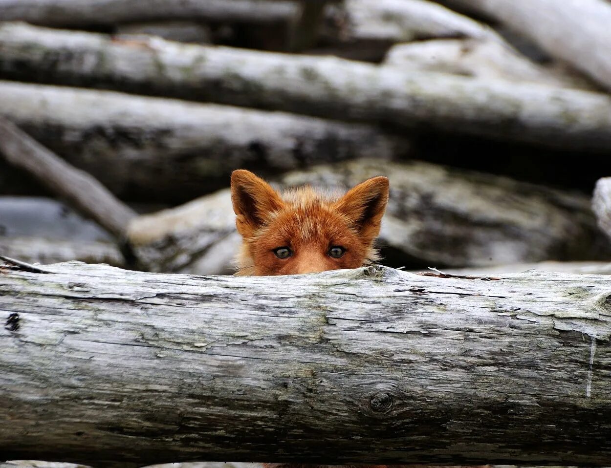 испуганная лиса. грациозная лиса. лиса сидит. мордочка лисы. любопытная лиса.