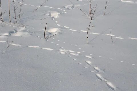 Следы охотничьих
