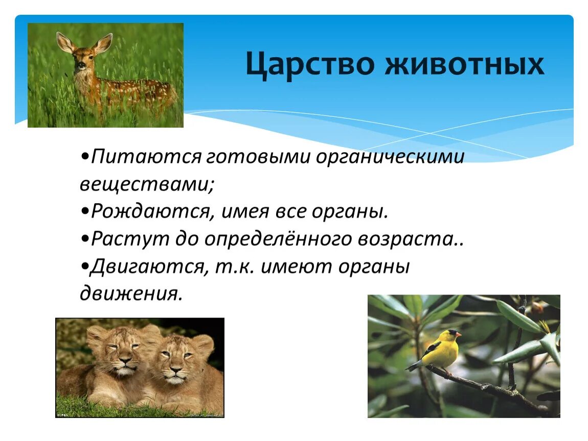 Кто питается готовыми органическими. В царстве животных. Представители царства животные. Презентация на тему царство животных. Доклад о царстве животных.