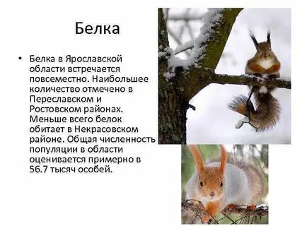 Белка какая характеристика