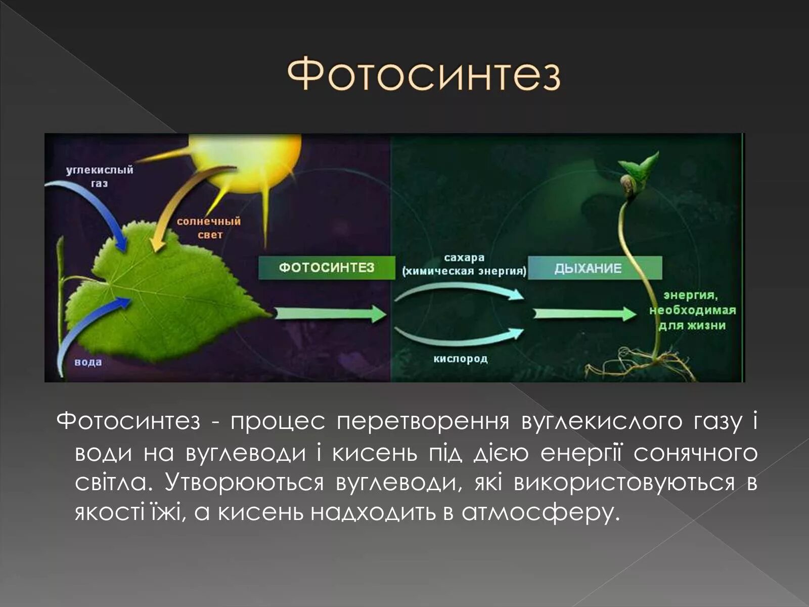 Молекулы б способны поглощать световую энергию. Фотосинтез. Схема процесса фотосинтеза. Свет в процессе фотосинтеза. Автотрофы фотосинтез.