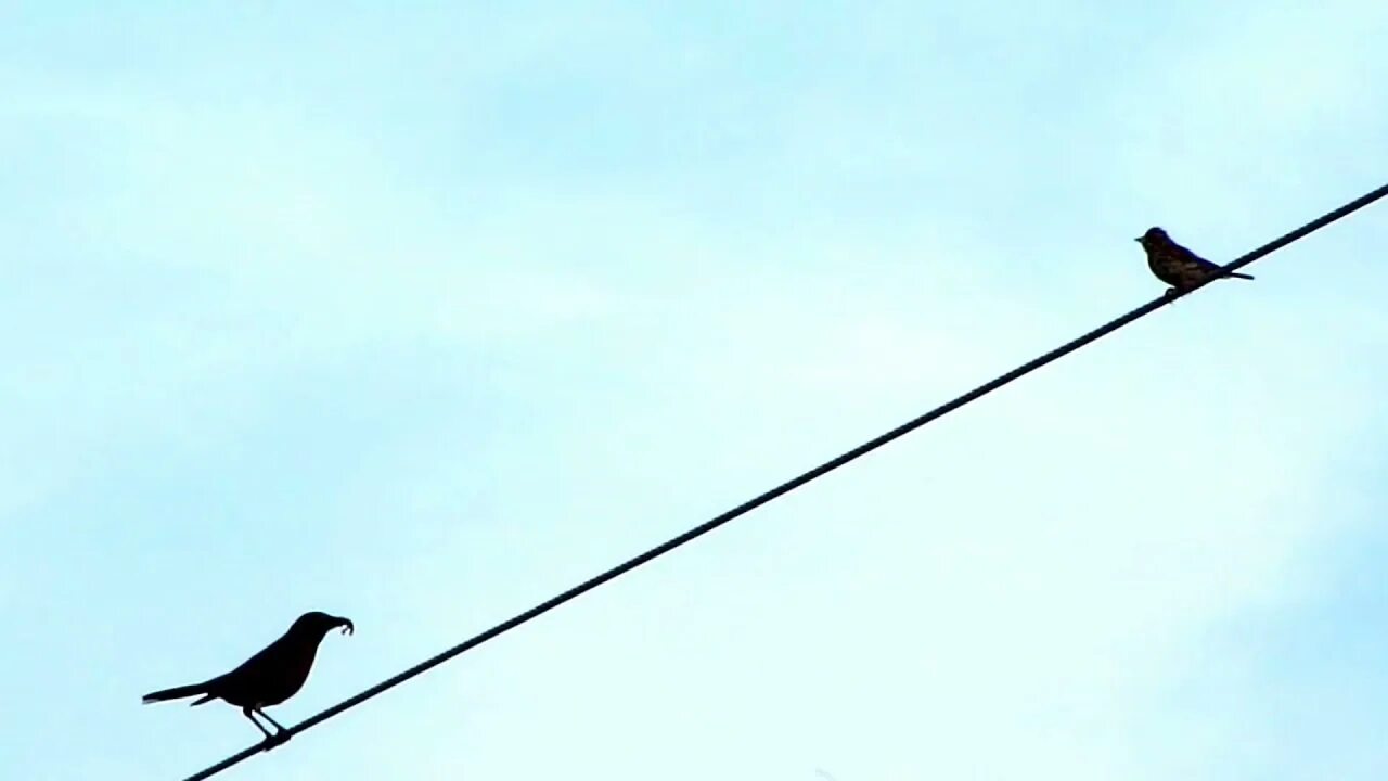 Two Birds Regina Spektor. Two Birds on a wire смысл. Two Birds on a wire Мем. Two Birds on a wire текст.