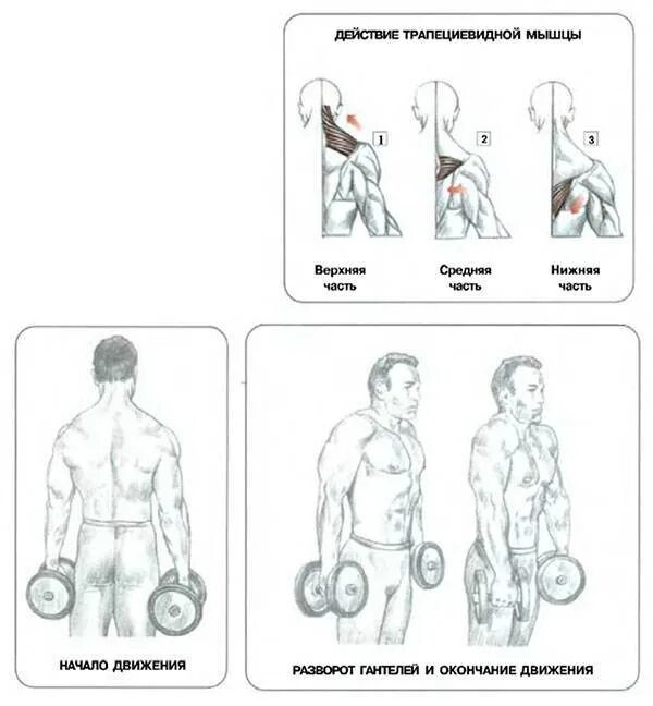 Упражнения на трапециевидную. Трапециевидная мышца упражнения в зале. Трапециевидная мышца упражнения с гантелями. Техника упражнения шраги с гантелями. Шраги для тренировки мышц трапеции.