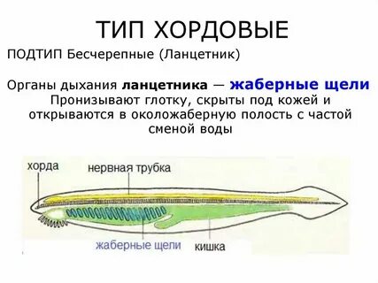 Тип хордовые органы дыхания