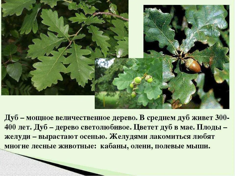 3 класс окружающий мир дерева. Дуб дерево описание. Интересные факты о деревьях для детей. Рассказ о дубе. Растения лиственного леса.