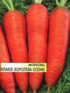 Какая морковь хорошая