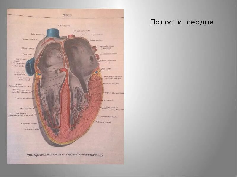 Размеры полостей сердца. Размеры полостей сердца