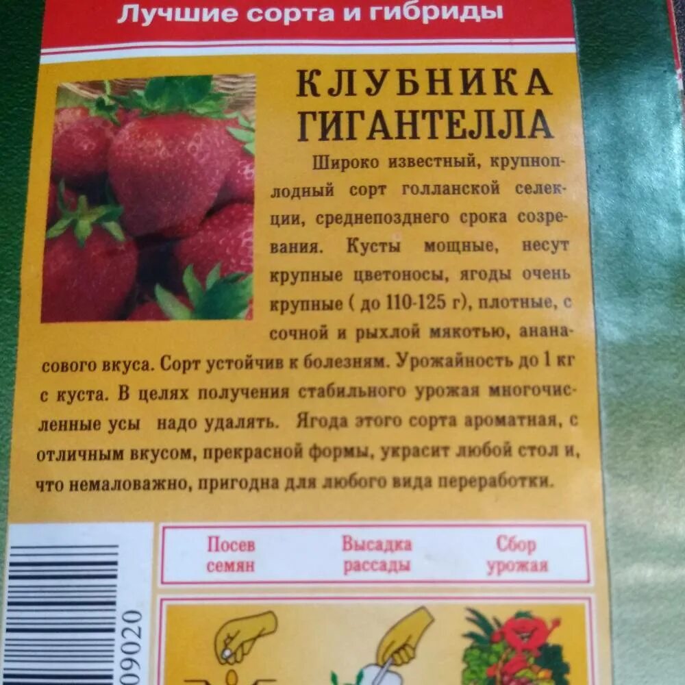 Сорт клубники Гигантелла. Гигантелла клубника описание сорта. Клубника гигантелла описание сорта фото отзывы садоводов