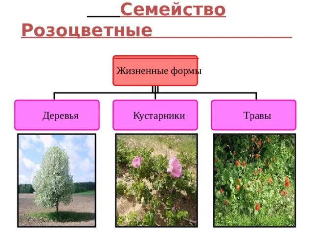 Систематика розоцветных. Систематика розоцветных